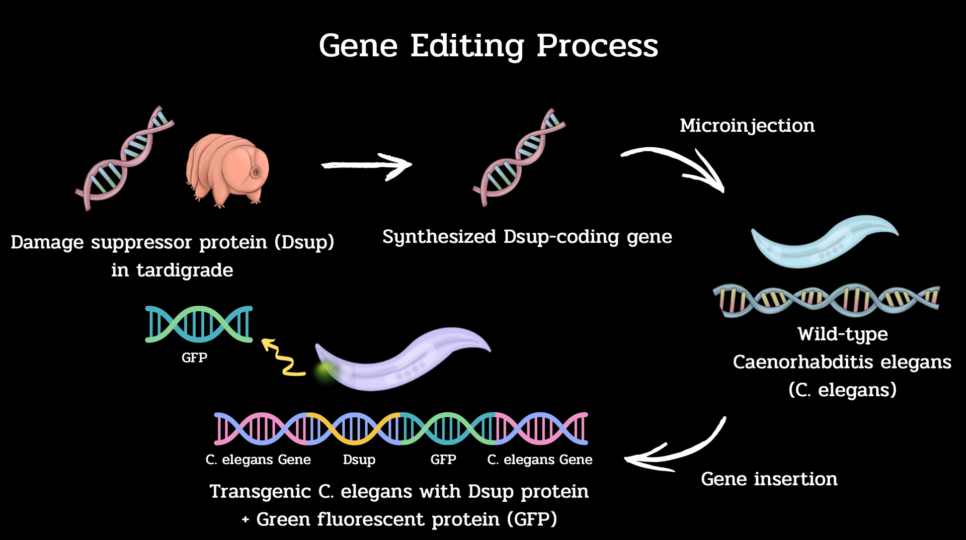 Gene Editing Process